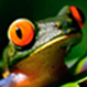 Animal+Explorers+thumbnail