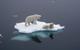 Polar bears floating on ice